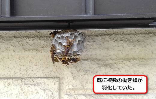 アシナガバチ巣サッシ