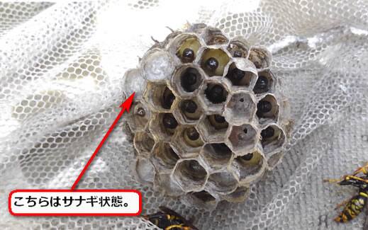 アシナガバチサナギ