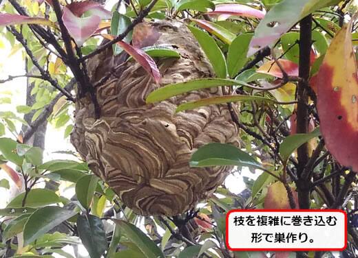 コガタスズメバチ巣植木