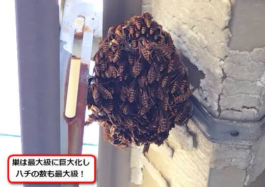 セグロアシナガバチの巣駆除