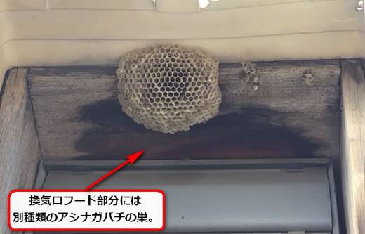 アシナガバチの巣駆除換気口