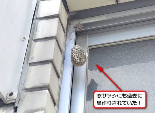 アシナガバチ駆除窓サッシ