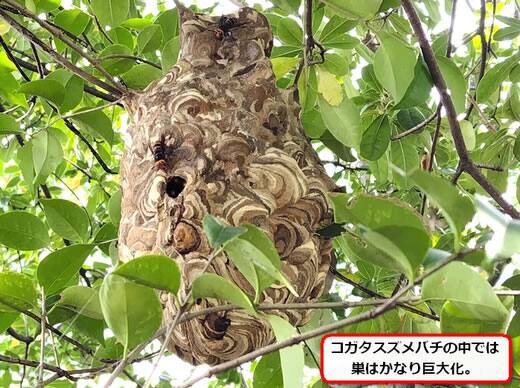 コガタスズメバチの巣駆除植木