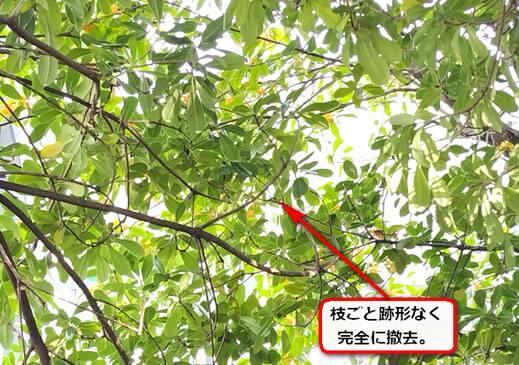 スズメバチの巣完全撤去