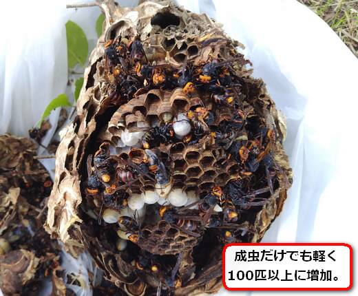 コガタスズメバチの巣内部