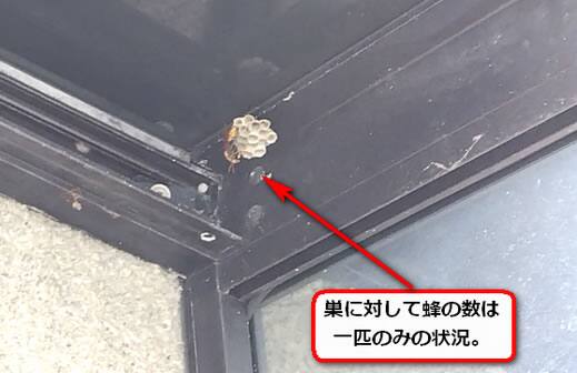 玄関上屋根蜂の巣