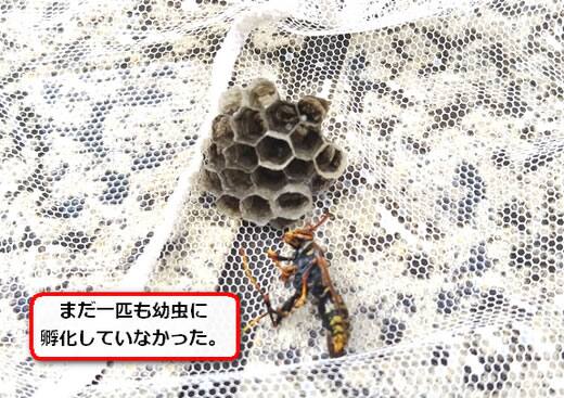 アシナガバチ巣卵