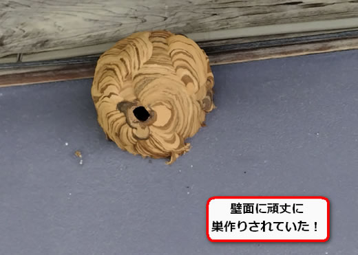 壁面スズメバチ巣
