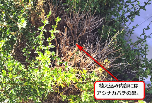 植え込み蜂の巣