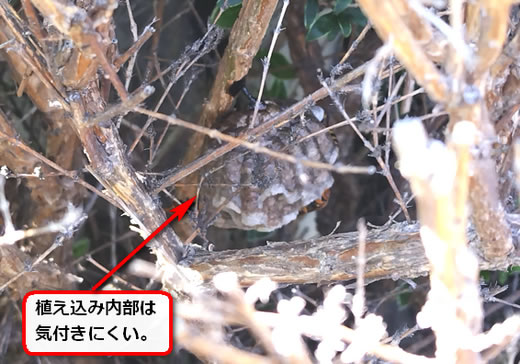 植え込み枝蜂の巣