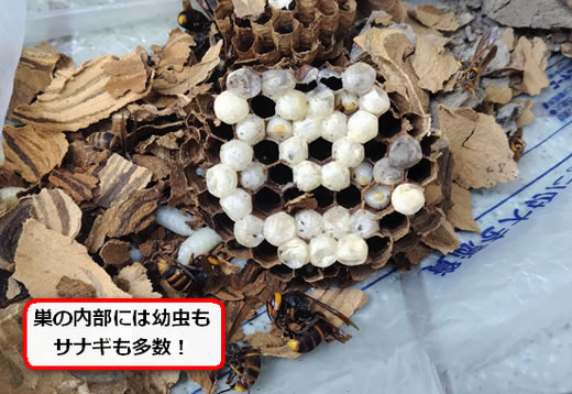 コガタスズメバチ巣