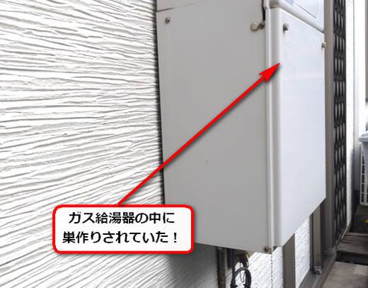 8月6日アシナガバチ