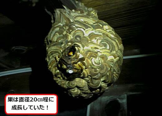 コガタスズメバチの巣駆除