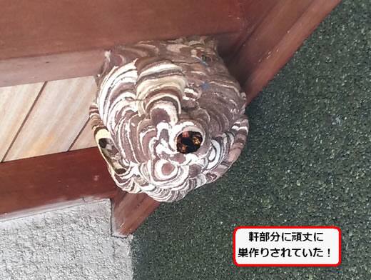 コガタスズメバチの巣駆除