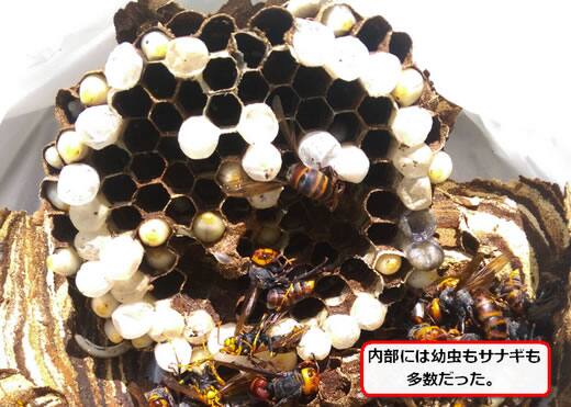 コガタスズメバチの巣内部