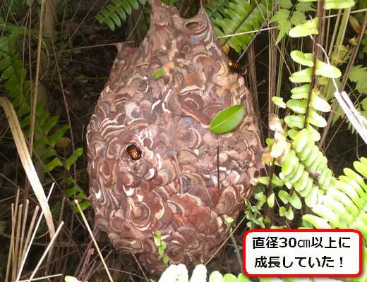 コガタスズメバチの巣駆除
