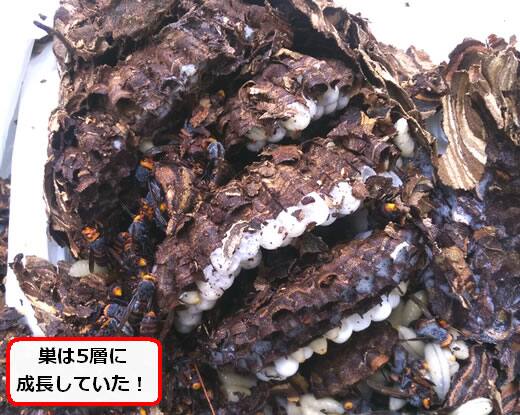 コガタスズメバチの巣内部