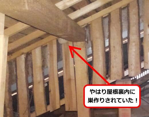 6月5日スズメバチ