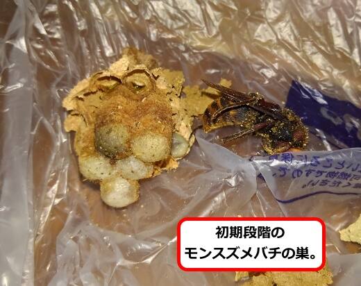 モンスズメバチ巣