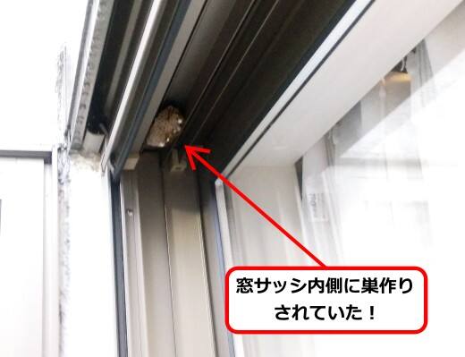 7月8日アシナガバチ