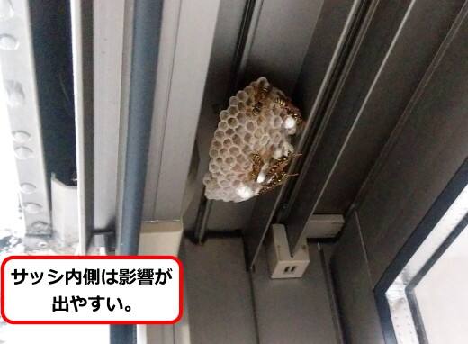 窓枠アシナガバチ巣