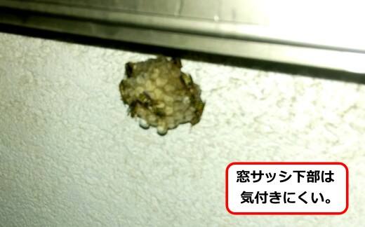 窓サッシアシナガバチ巣