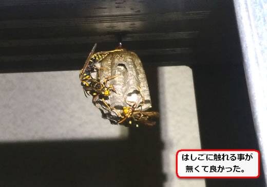 アシナガバチ巣はしご
