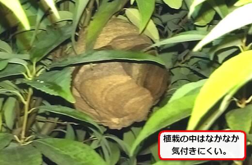 植栽スズメバチ巣