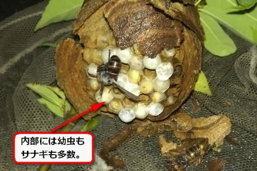 コガタスズメバチ巣