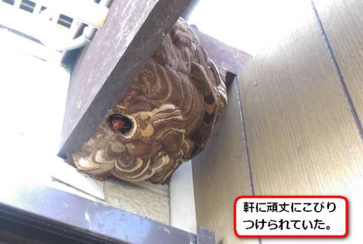 小屋軒スズメバチ巣