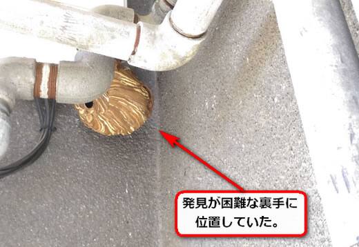 8月24日スズメバチ