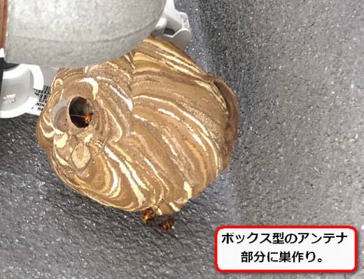 アンテナスズメバチ巣