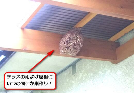 9月13日スズメバチ