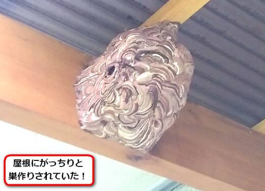 テラス屋根蜂の巣