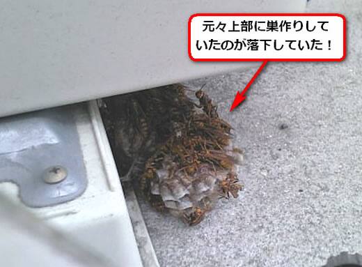 セグロアシナガバチの巣駆除